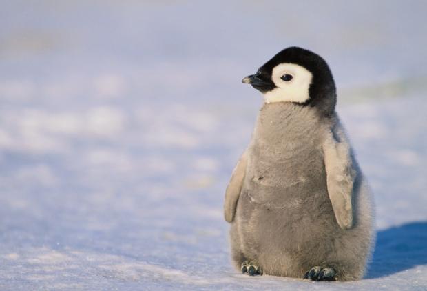 penguin